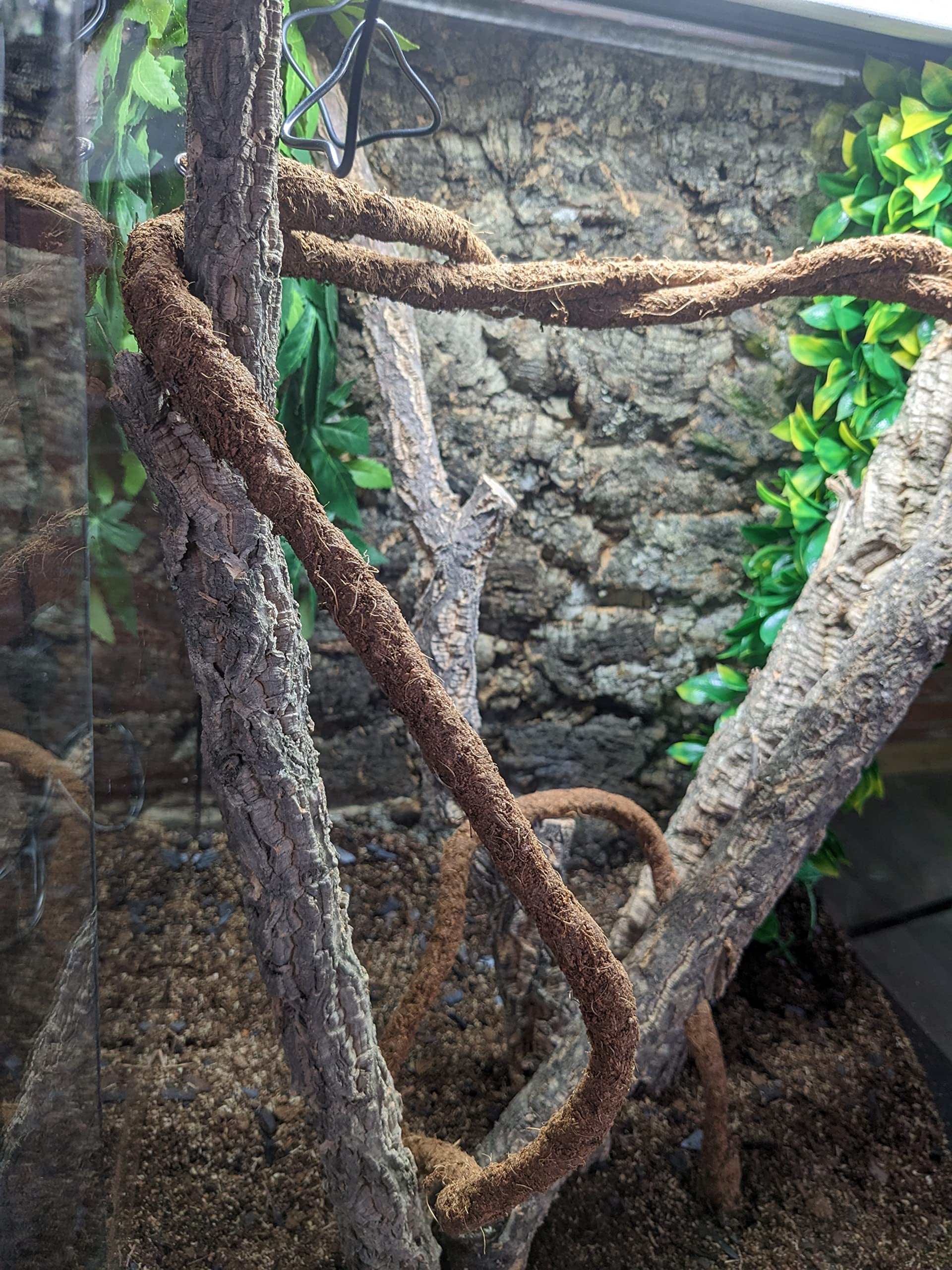 Amazon.com : Josh's Frogs Coco Flexi-Vine (2.1 m, ~6.9 ft) : Pet